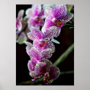 Suche nach lila orchideen poster Foto