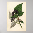 Suche nach ihr blackberry poster Beeren