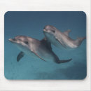 Suche nach delphin mousepads Foto
