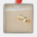 Suche nach krabbe ornamente Ferien