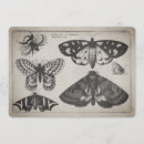 Suche nach motte einladungen Schmetterling