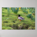 Suche nach fluß poster Vögel