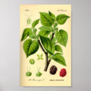 Suche nach vintage ernte poster Sommer
