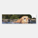 Suche nach wasserhund Retriefe