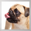 Suche nach niedlicher mops poster Für alle