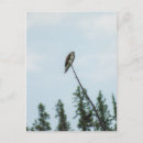 Suche nach eitelkeit postkarten Für alle