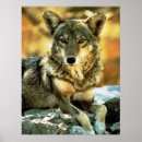 Suche nach kojoten poster Wild