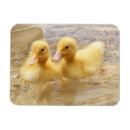 Suche nach niedliche enten magnete Wild lebende tiere