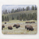 Suche nach in yellowstone mousepads Natur