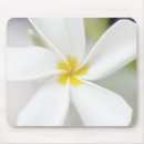 Suche nach frangipani elektronik zubehör Pflanze