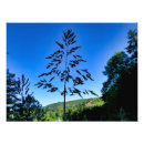 Suche nach gras pflanze poster Natur