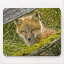 Suche nach roter fuchs mousepads Wild lebende tiere