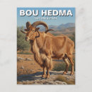 Suche nach sheep postkarten Souvenir