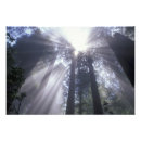 Suche nach lichtstrahl poster Baum