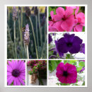 Suche nach rosa und lila blumen poster Lavendel