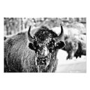 Suche nach bison foto poster Gelbstein