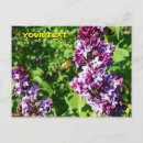 Suche nach bunte biene postkarten Blume