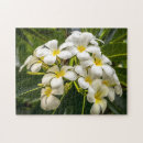 Suche nach frangipani puzzle Blume