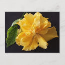 Suche nach gelber hibiskus postkarten Natur