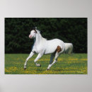Suche nach paint horse poster Sprache