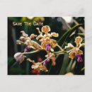 Suche nach wilde orchidee Natur