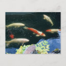 Suche nach karpfen postkarten Tier