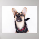 Suche nach hundewelpen poster Haustier