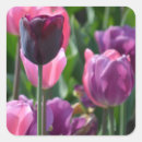 Suche nach lila tulpe aufkleber Hübsch