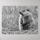 Suche nach holzfäller poster Erdhuhn