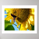 Suche nach rote sonnenblume poster Fotografie