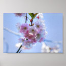 Suche nach japanische kirschblüten poster Sakura