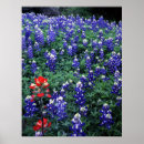 Suche nach malerpinsel poster Bluebonnets