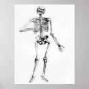 Suche nach menschliche knochen poster Anatomisch