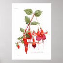 Suche nach fuchsien poster Vintag