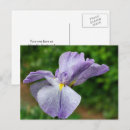 Suche nach schwertlilien postkarten Iris