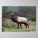 Suche nach elk kunst Natur