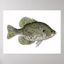 Suche nach crappie poster Angeln