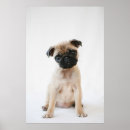 Suche nach pug poster Tier