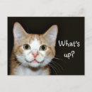 Suche nach orange und weiße katze postkarten Tabby