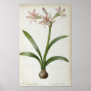 Suche nach redoute poster Botanik