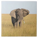 Suche nach afrikanische safari fliesen Natur
