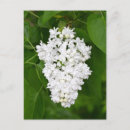 Suche nach duft postkarten Frühling