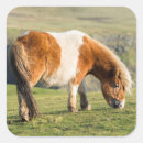 Suche nach shetland pony aufkleber Bank