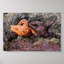 Suche nach seestern poster Küste