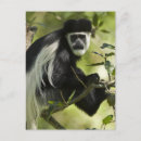 Suche nach weißer affe postkarten Schwarz