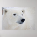 Suche nach arktischer bär poster Kanada