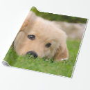 Suche nach golden retriever geschenkpapier Foto