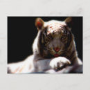 Suche nach weißer tiger postkarten Wildkatze