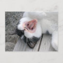 Suche nach faule katze postkarten Haustiere