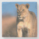 Suche nach leo untersetzer Große katze